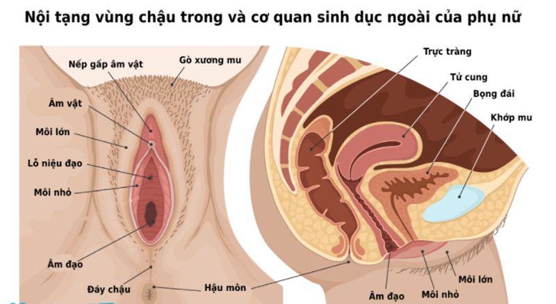 Phụ nữ nên hiểu cơ bản về các cơ quan trong hệ sinh dục nữ