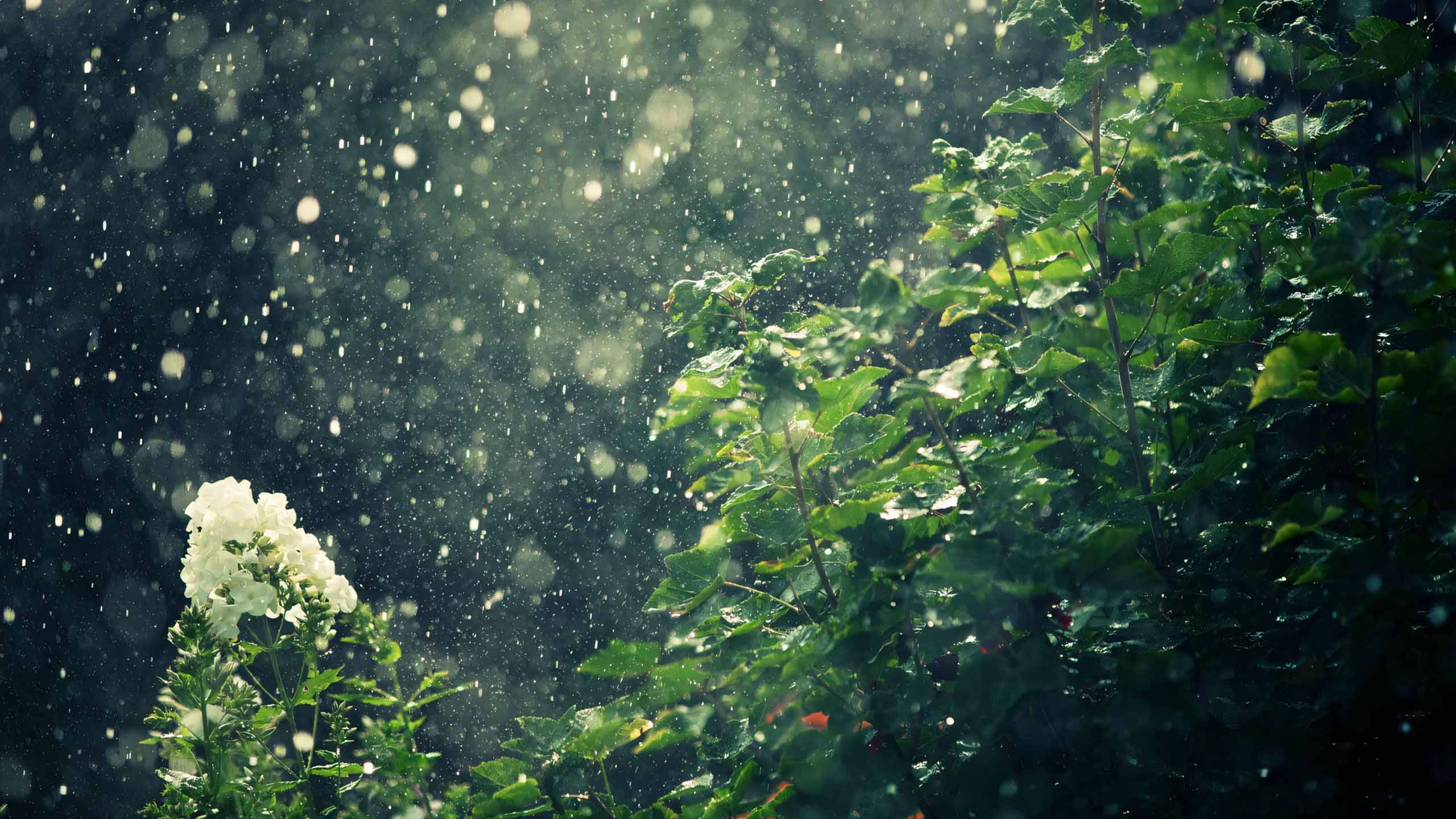 anh nen may tinh mua buon tam trang 2560px 1440px 2k 5