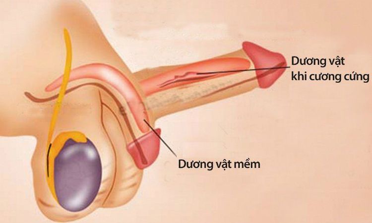 Dương vật khó cứng ở giới trẻ