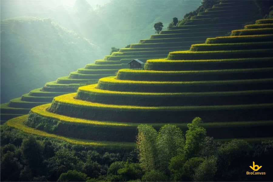 Hình ảnh Sớm Mai ở Cánh đồng