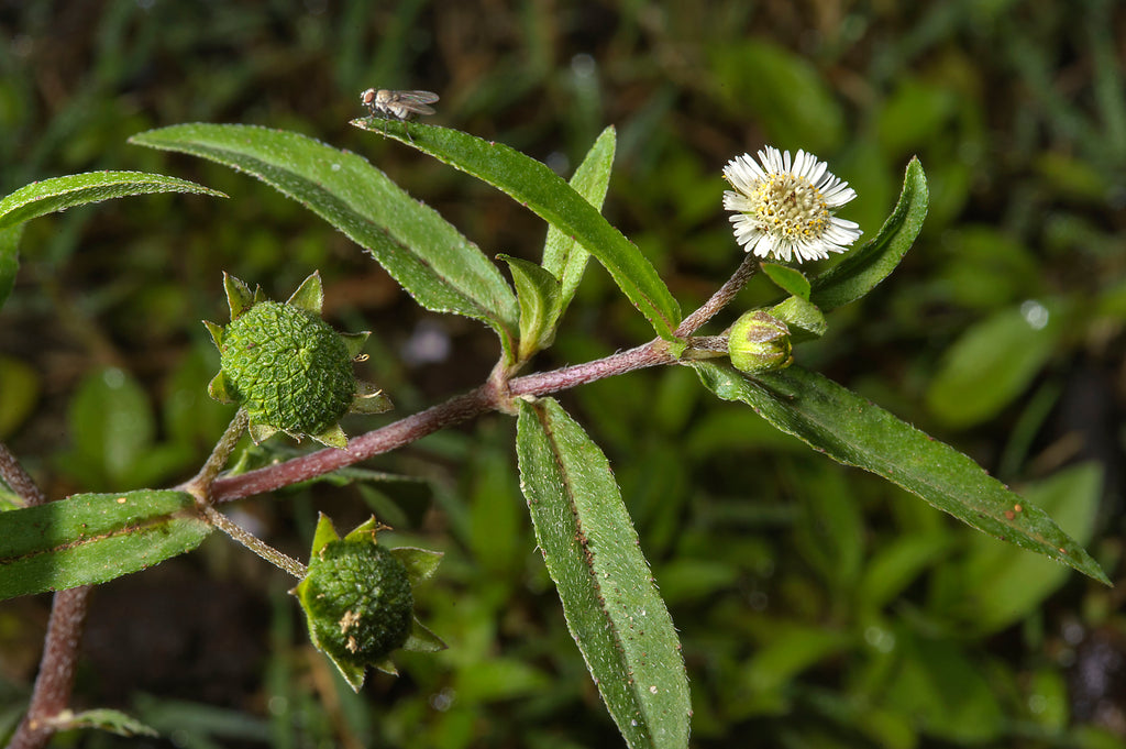Giỏ hàng của bạn