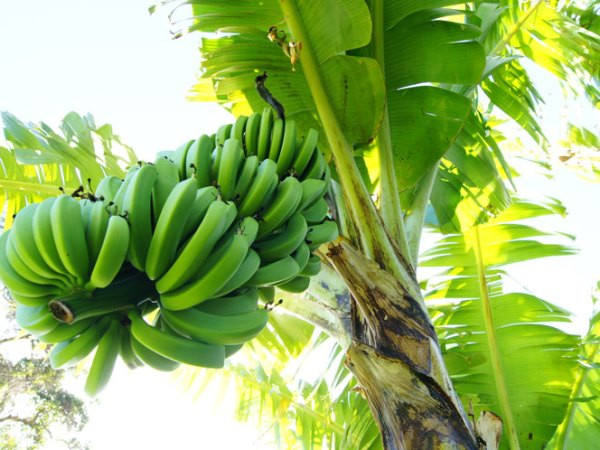 Tham khảo quy trình bón phân đúng cách cho cây cao su