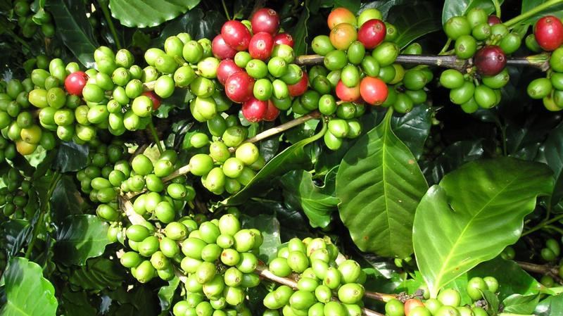 Cây Ổi Có Tác Dụng Gì? Dùng Trong Điều Trị Bệnh Gì?