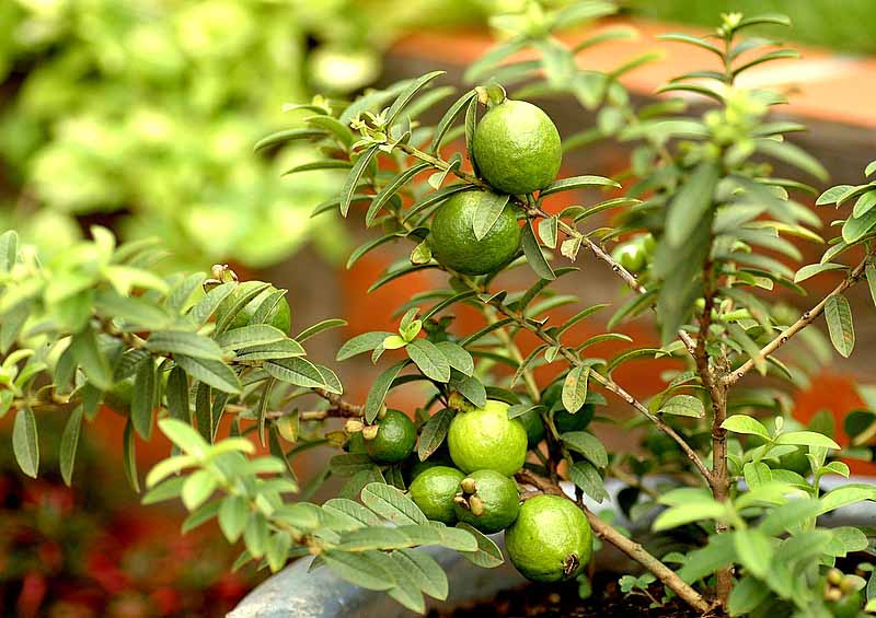 Hướng dẫn cách trồng cây xoài cho vụ mùa bội thu chi tiết nhất