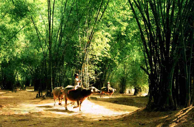 Một giải pháp mô hình để xác định nhanh chóng cây chuối bị bệnh