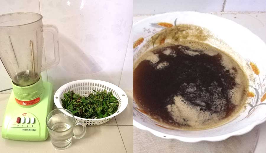 Xay nhuyễn cây thuốc dòi rồi dùng khăn lọc lấy nước!