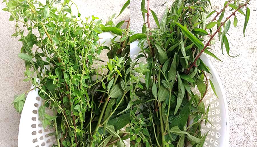 Cây thuốc dòi có 2 loại nhưng công dụng đều như nhau!