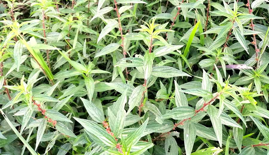 Cây thuốc dòi - Bọ mắm