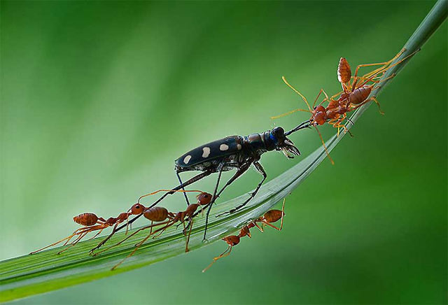 Biểu hiện của siêng năng kiên trì trong học tập, cuộc sống