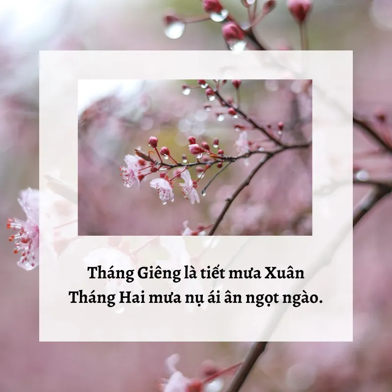 Những câu ca dao, tục ngữ về mùa xuân đầy sắc màu và cảm xúc 2