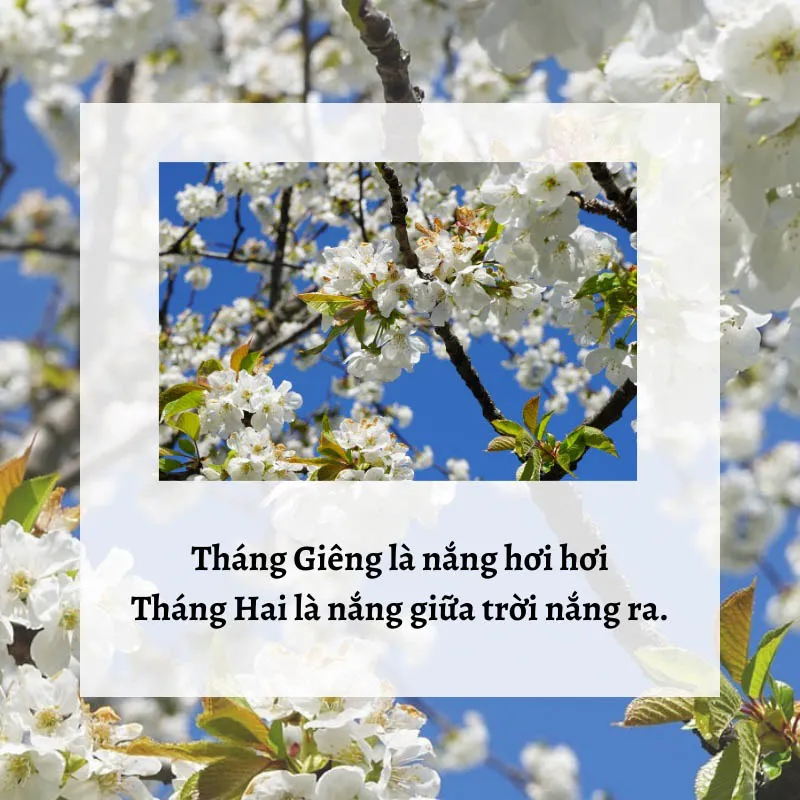 Những câu ca dao, tục ngữ về mùa xuân đầy sắc màu và cảm xúc 3