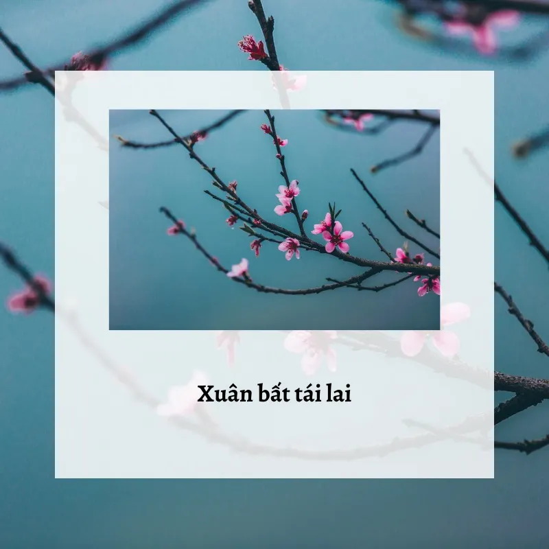 Những câu ca dao, tục ngữ về mùa xuân đầy sắc màu và cảm xúc 1