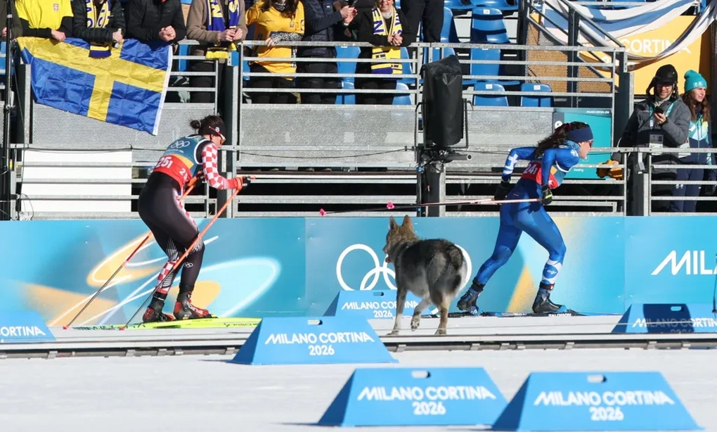 Sự cố hy hữu khi chó “rượt đuổi” VĐV thi đấu ở Olympic - 2