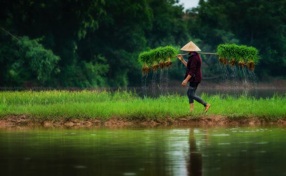 Hình ảnh người mẹ gánh lúa