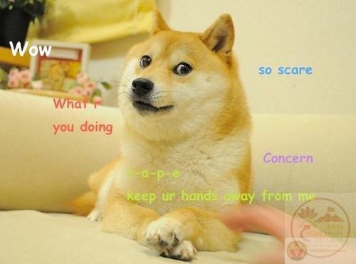 Chú chó meme Doge qua đời ở tuổi 18