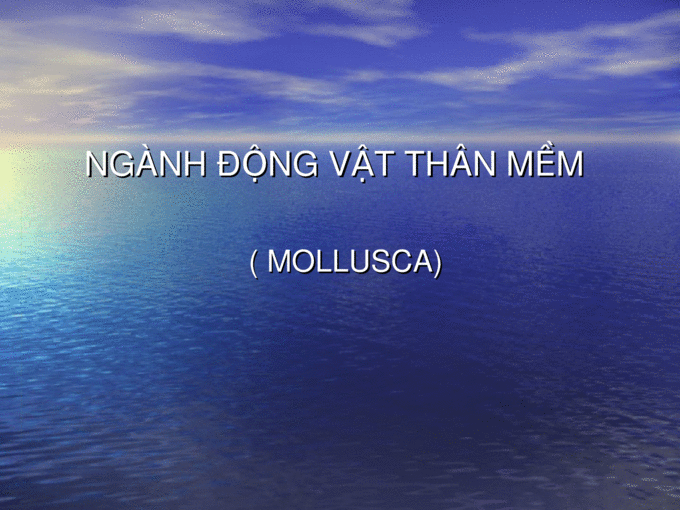 Ngành Thân mềm (Mollusca)