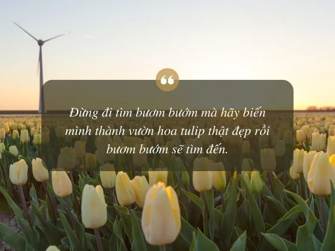 tho-ve-hoa-tulip-voh-2